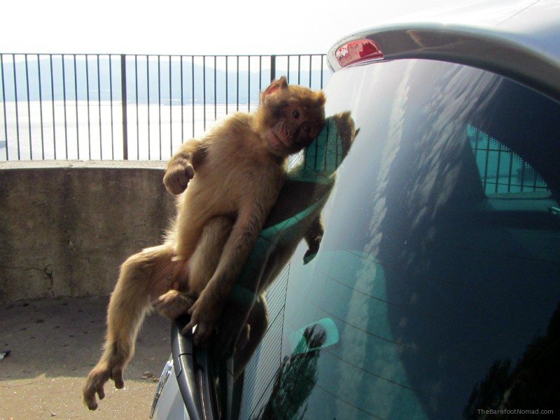Cheeky Monkey on Our Car Gibraltar