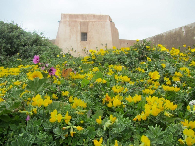 Yellow flowers near the battlements