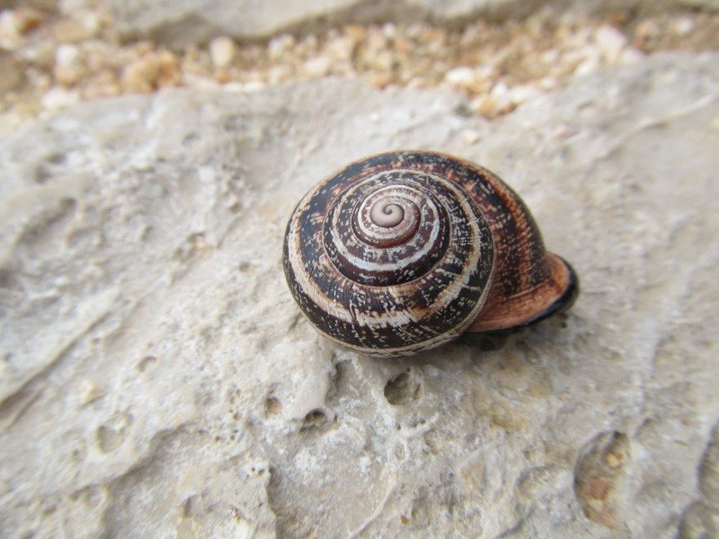 A snail on the path at Sagres Point