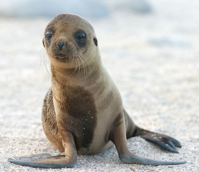 Sea Lion Pup by dagpeak Flickr