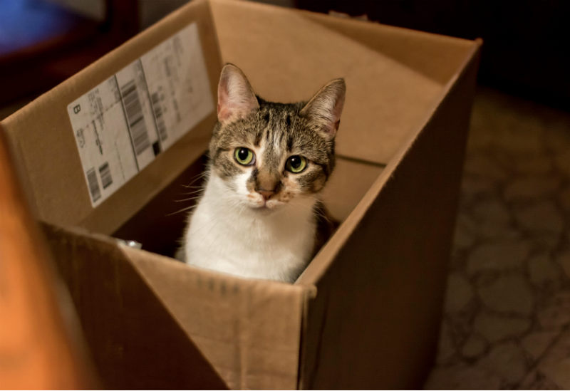 Things weve learned from Moving Often - cat in a moving box